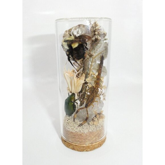 Scorpion Green Chafer Beetle Wasp Nest Bee & Crystal Oddity Jar taxidermy - Picture 6 of 16